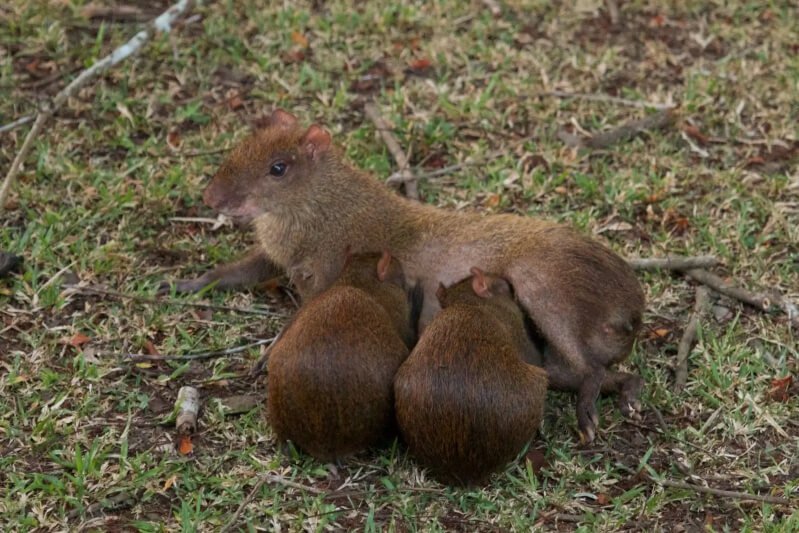 Aulacodes (agoutis)
