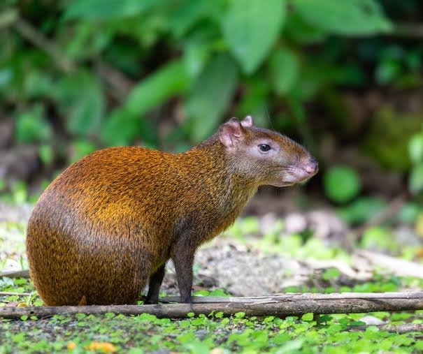 Aulacodes (agoutis) — Résultat