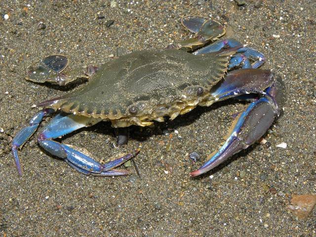 Crabes