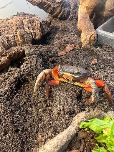 Crabes — Processus