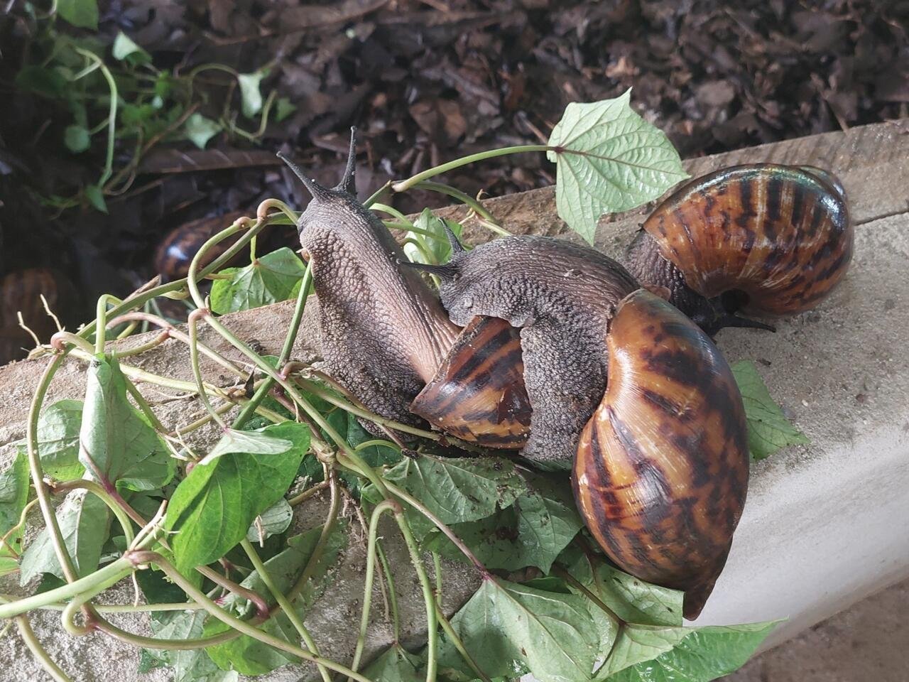 Escargots — Résultat