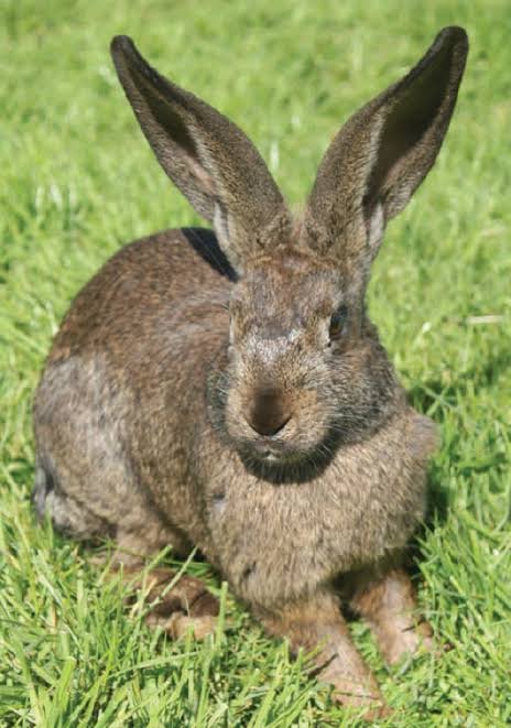 Lapins