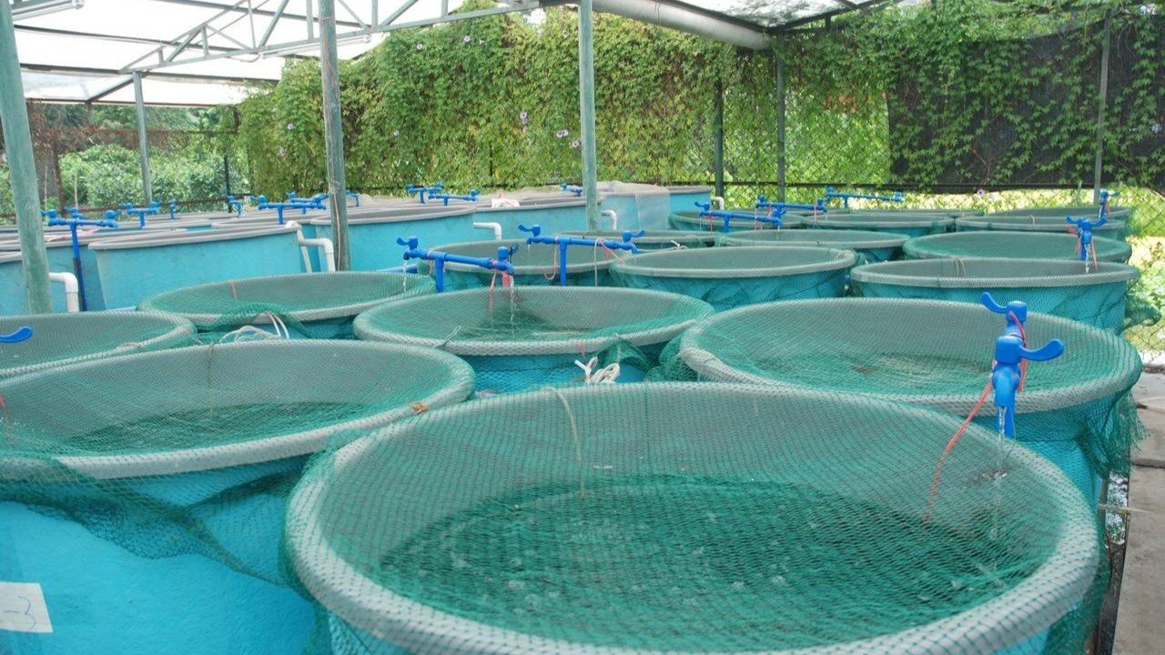Pisciculture hors-sol