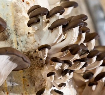 Production de champignons