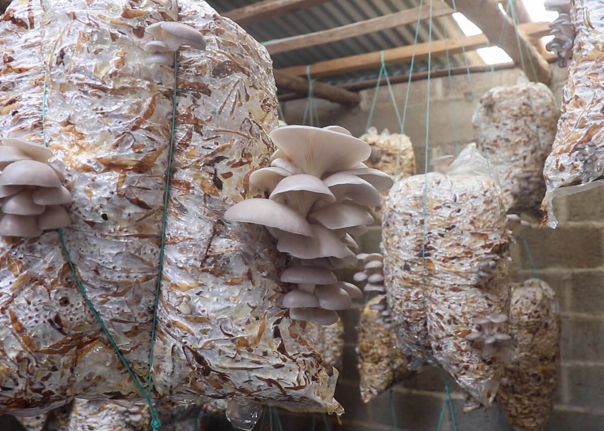 Production de champignons — Processus