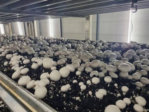Production de champignons — Résultat